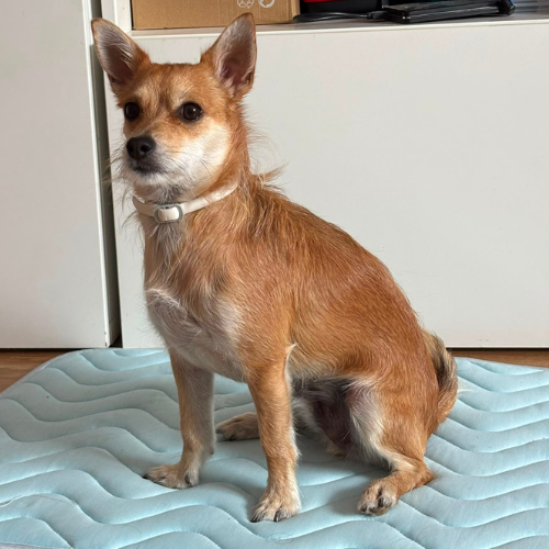 MI PERRO COCO