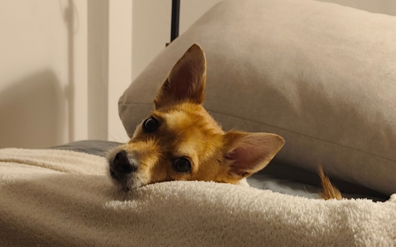 ansiedad por separación en perros